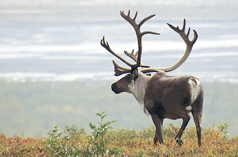 alaska national parks tour