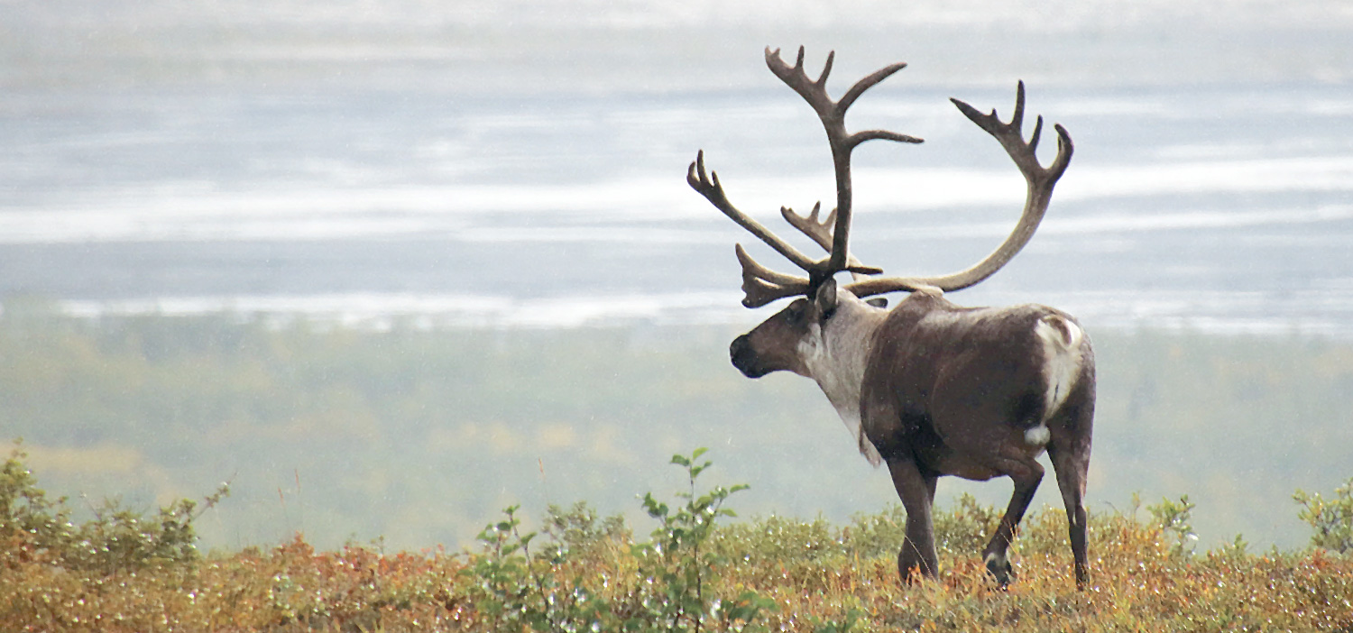 Untamed Alaska 120 Heroimage
