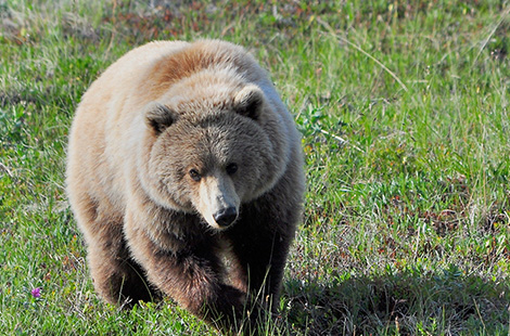 alaska national parks tour