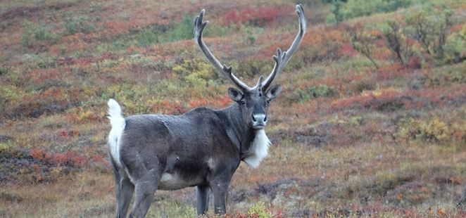 alaska national parks tour