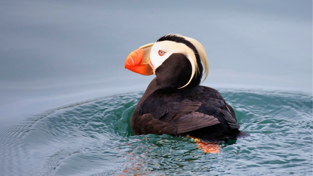 Best Places to See Wildlife in Alaska