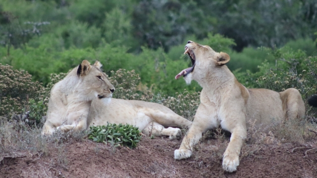 Witness Wildlife Across the Globe