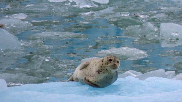 Best Places to See Wildlife in Alaska