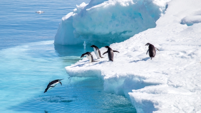 Witness Wildlife Across the Globe