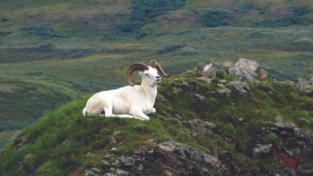 Best Places to See Wildlife in Alaska