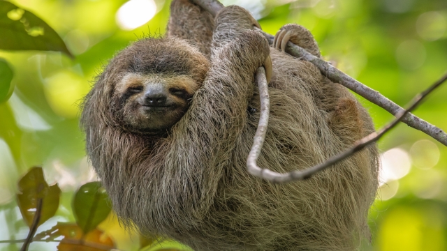 Witness Wildlife Across the Globe