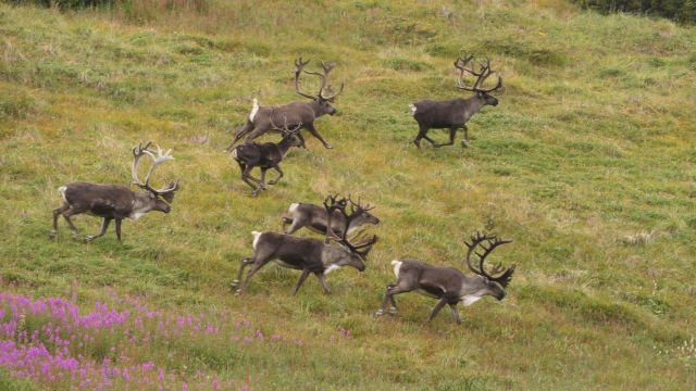 Best Places to See Wildlife in Alaska