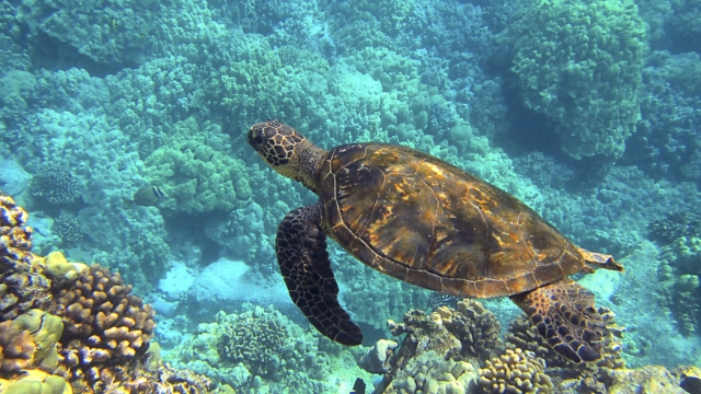 Witness Wildlife Across the Globe