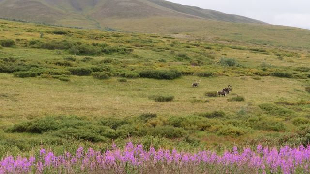 Planning the Ultimate Alaska Experience?