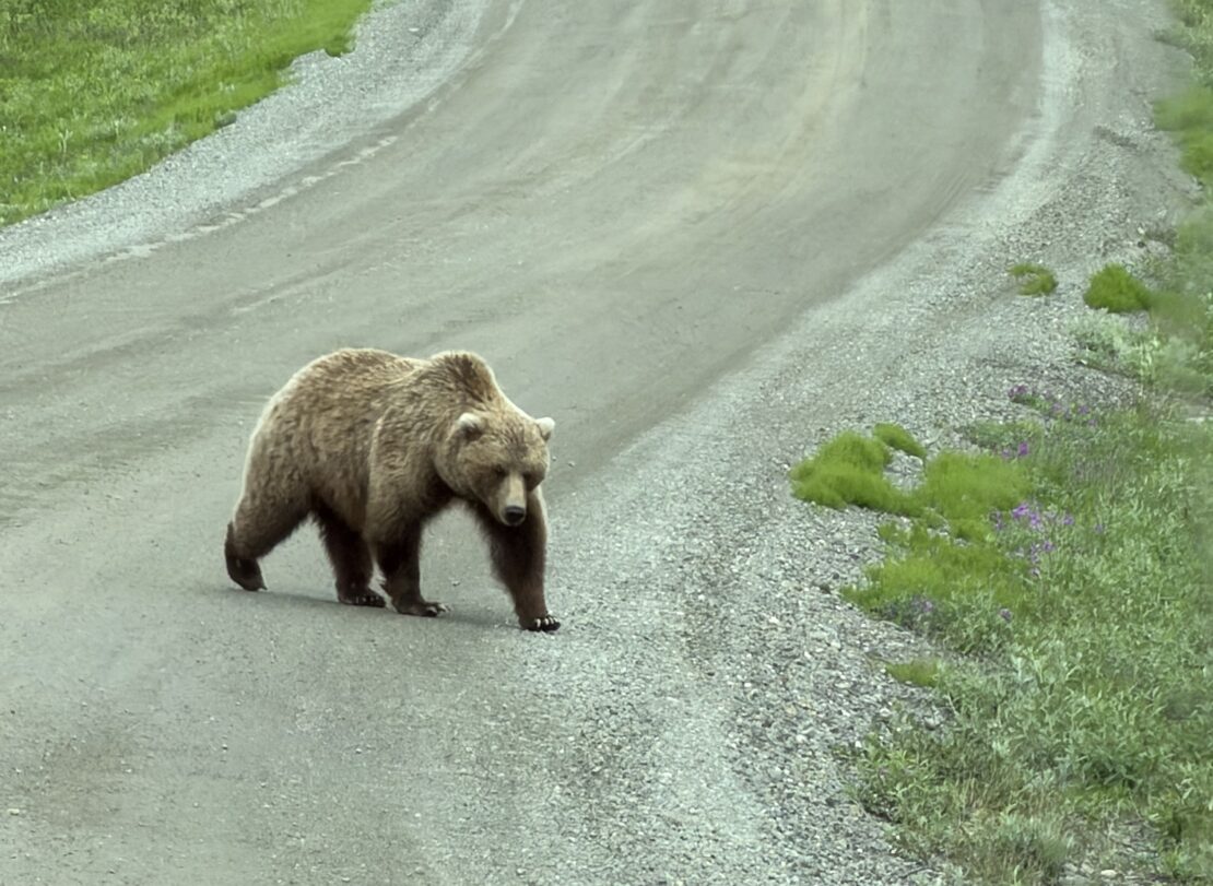 Ak6 190 David Bristow Bear Crossing Road